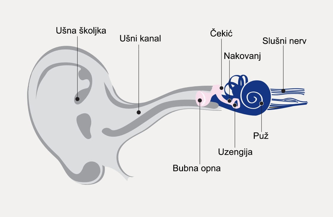 Anatomski prikaz uha i puta zvuka