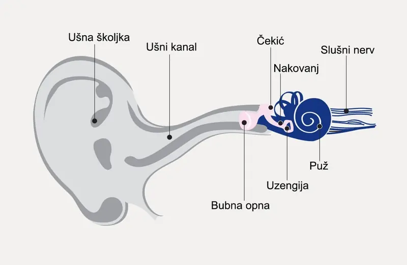 Anatomski prikaz uha i puta zvuka